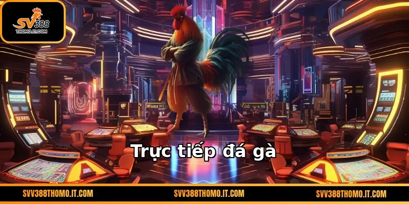 Trực tiếp đá gà – Trải nghiệm Trường Gà Kịch Tính tại SV388