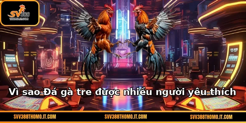 Vì sao Đá gà tre được nhiều người yêu thích